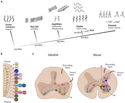 Spinal cords: Symphonies of interneurons across species